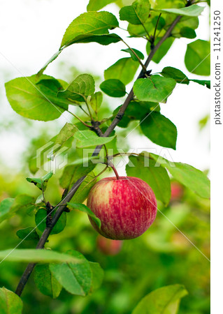 apple tree in overgrown garden 11241250