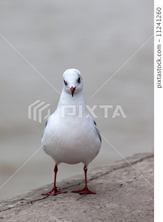 single white seagull 11241260