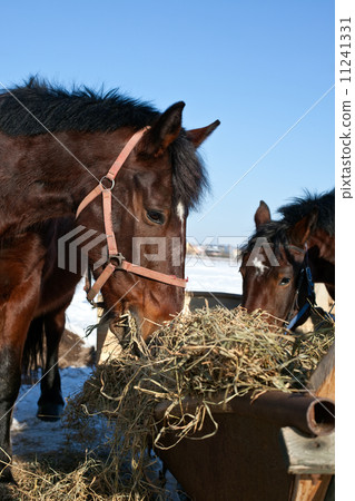 two eating hay horses 11241331