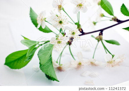 bloomy cherry branch on envelope 11241372