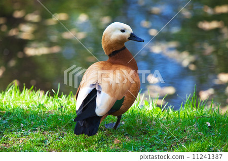 brown duck on grass near water brown duck on grass near water 11241387