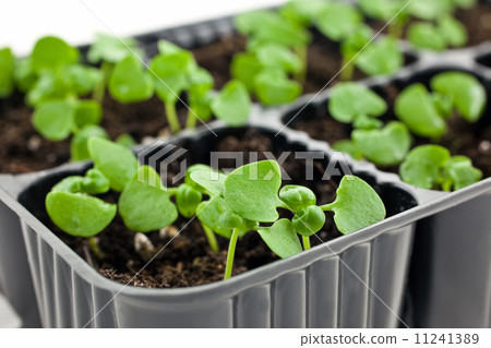 green sprouts growing from soil green sprouts growing from soil 11241389