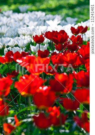 red and white tulips bed 11241401