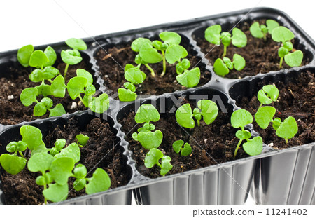green sprouts growing from soil. Isolated on white green sprouts growing from soil. Isolated on white 11241402