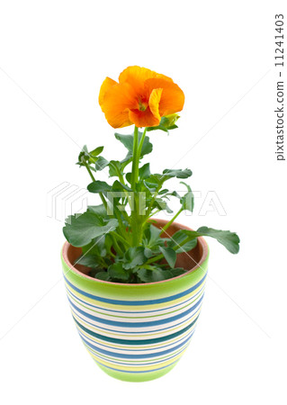 orange pansy's sprout in ceramic pot orange pansy's sprout in ceramic pot 11241403