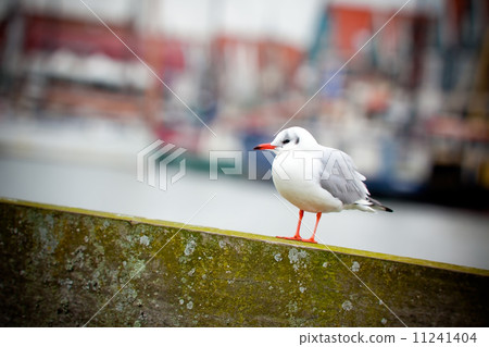 white seagull on a harbor background white seagull on a harbor background 11241404