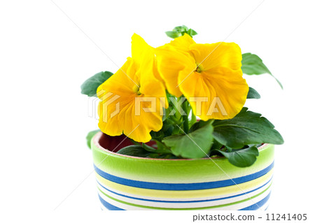 yellow pansy's sprout in ceramic pot yellow pansy's sprout in ceramic pot 11241405
