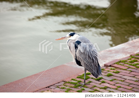 Wild gray heron 11241406
