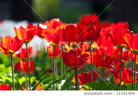 red tulips bed red tulips bed 11241408