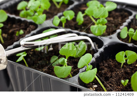 green sprouts growing from soil with steel rake green sprouts growing from soil with steel rake 11241409