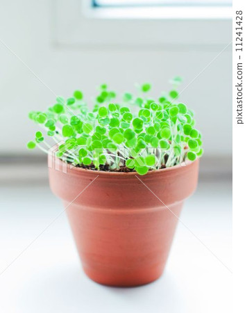 green sprout growing from soil. Isolated on white green sprout growing from soil. Isolated on white 11241428