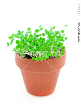 green sprouts in pot. Isolated on white green sprouts in pot. Isolated on white 11241430