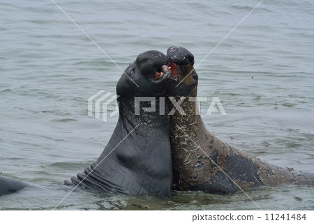 California elephant seal 11241484