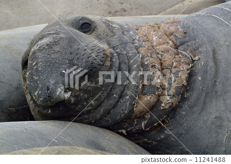 California elephant seal 11241488