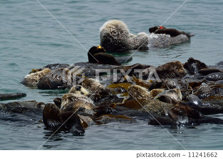 莫羅灣海獺 11241662