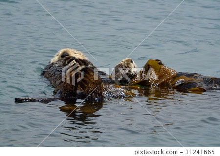 莫羅灣海獺 莫羅灣海獺 11241665