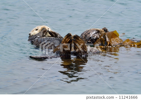 莫羅灣海獺 莫羅灣海獺 11241666