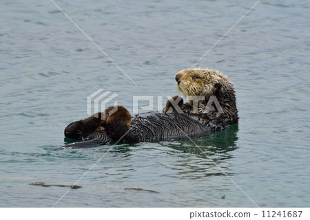 莫羅灣海獺 莫羅灣海獺 11241687