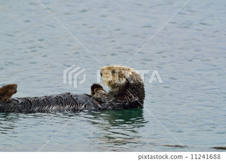 莫羅灣海獺 莫羅灣海獺 11241688
