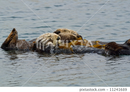 莫羅灣海獺 莫羅灣海獺 11241689
