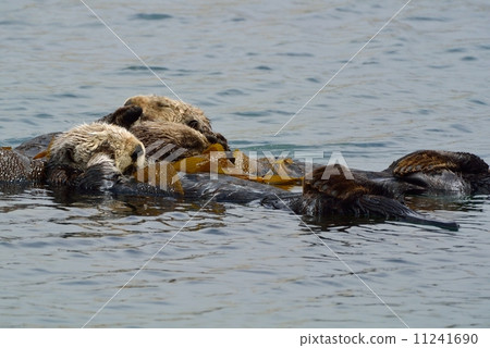 莫羅灣海獺 莫羅灣海獺 11241690