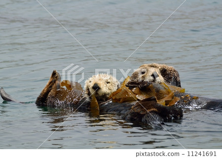 莫羅灣海獺 莫羅灣海獺 11241691