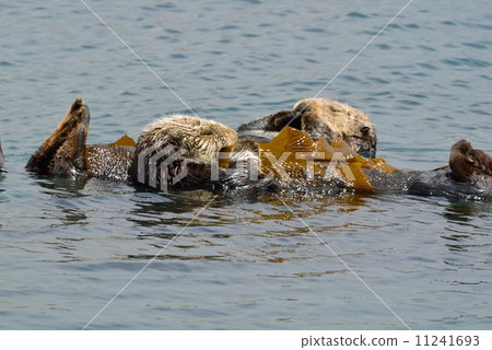 莫羅灣海獺 莫羅灣海獺 11241693