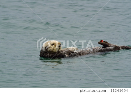 莫羅灣海獺 莫羅灣海獺 11241694