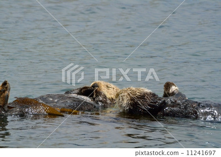 莫羅灣海獺 11241697