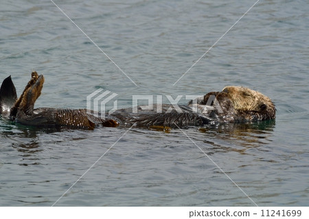 莫羅灣海獺 11241699