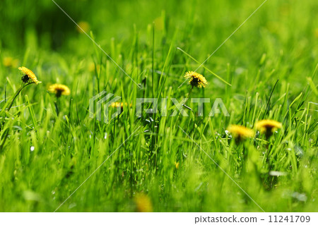 dandelion macro dandelion macro 11241709