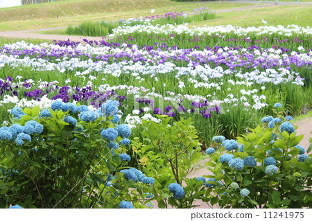 Ayame garden of Tagajo ruins 11241975