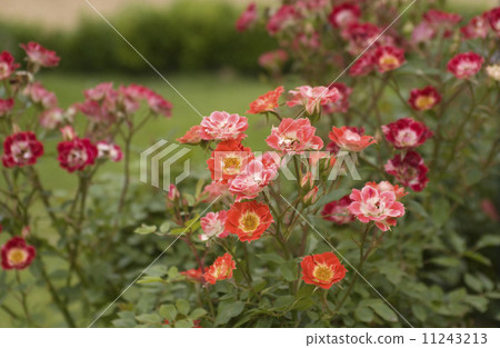 rose	 11243213
