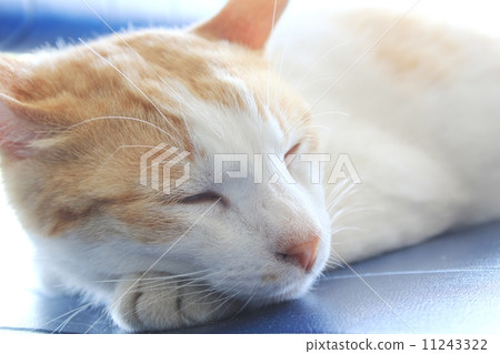 與睡覺面孔的逗人喜愛的貓 11243322