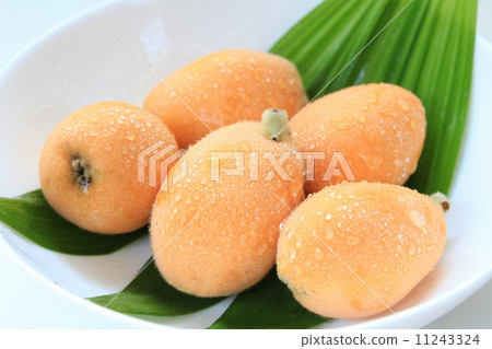 Fresh loquat 11243324