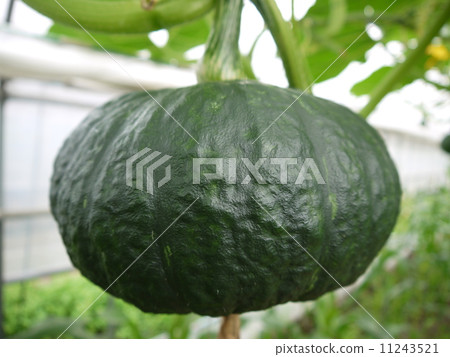 Pumpkin Pumpkin 11243521