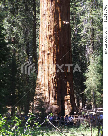 Sequoia National Park in the USA Huge tree Sequoia National Park in the USA Huge tree 11243766