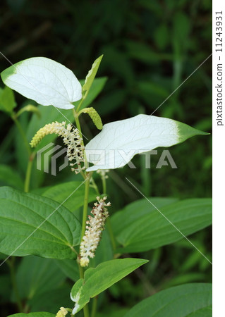 Hansee show 11243931