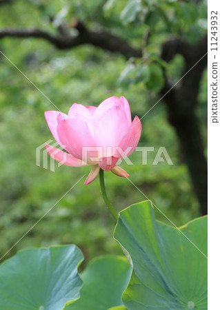 蓮花 11243932