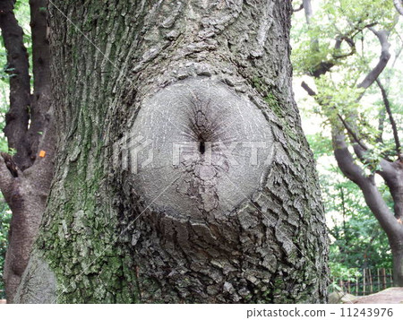 Reluctantly Reluctantly 11243976