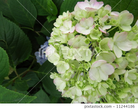 hydrangea hydrangea 11244186
