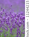 lavender 11244215