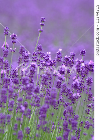 lavender lavender 11244215