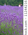 lavender 11244216