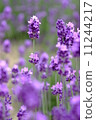 lavender 11244217