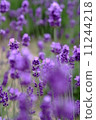 lavender 11244218