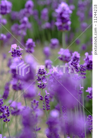 lavender lavender 11244218