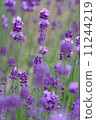 lavender 11244219