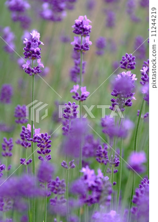lavender lavender 11244219