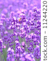 lavender 11244220